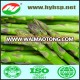 IQF Green Asparagus